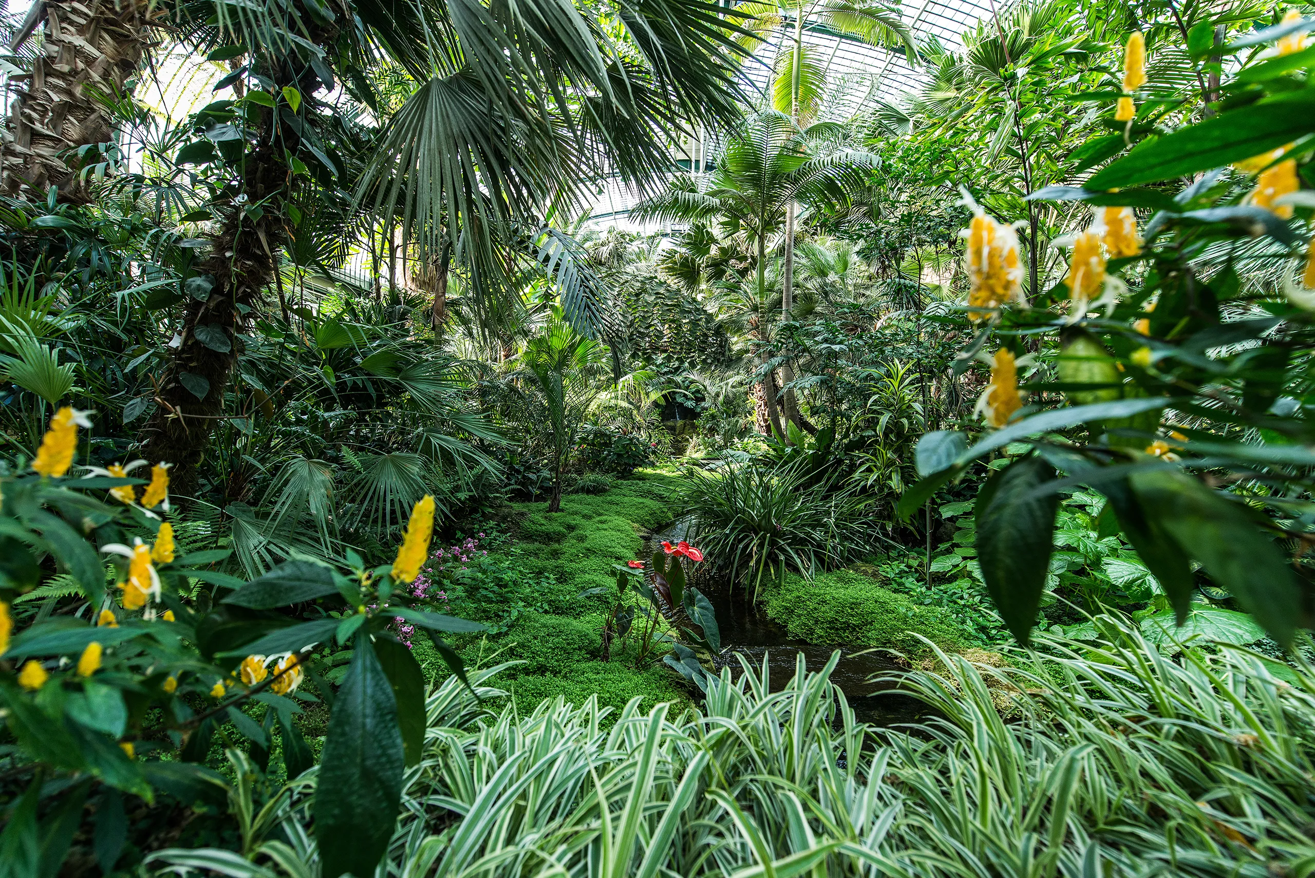 140517_FFC_FRANKFURT_PALMEN_0015