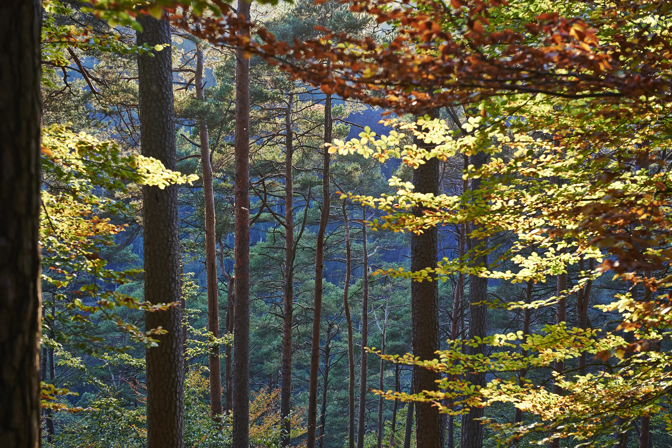 151012_PFAELZER_WALD_0054