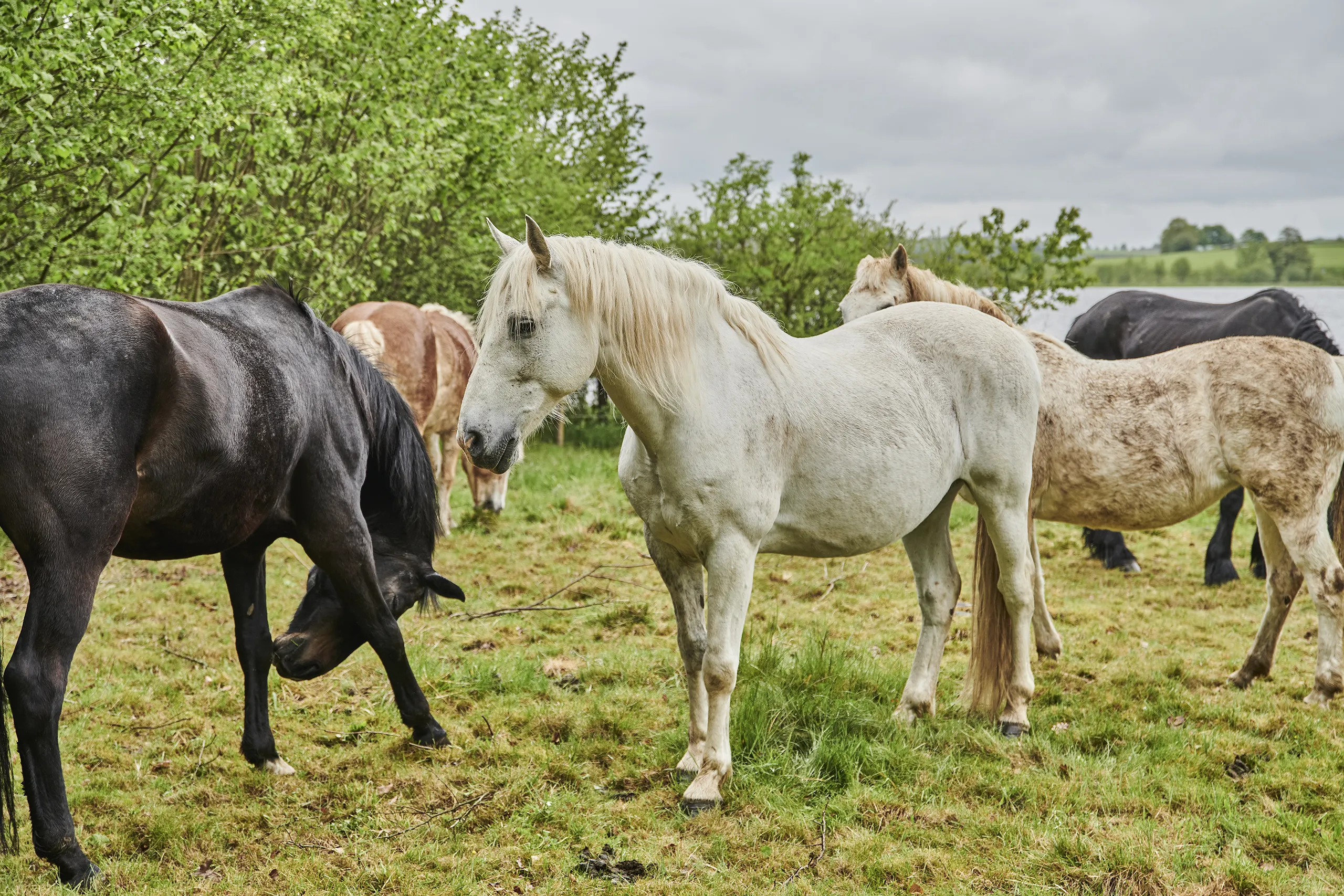 230516_HT_VOGELSBERG_OBERMOSER_TEICH_1969_FINAL_DRUCK
