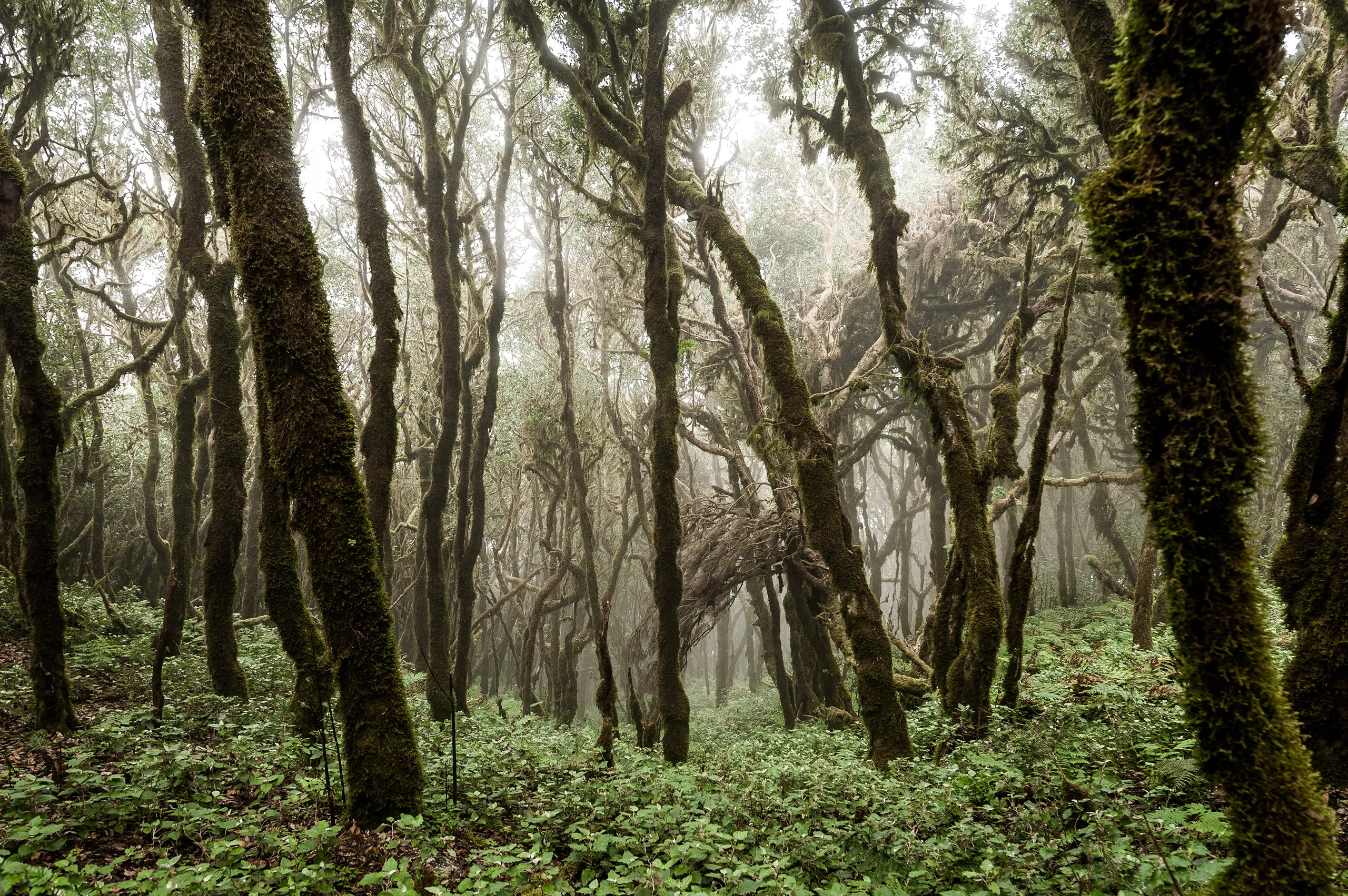 131223_LA_GOMERA_1086