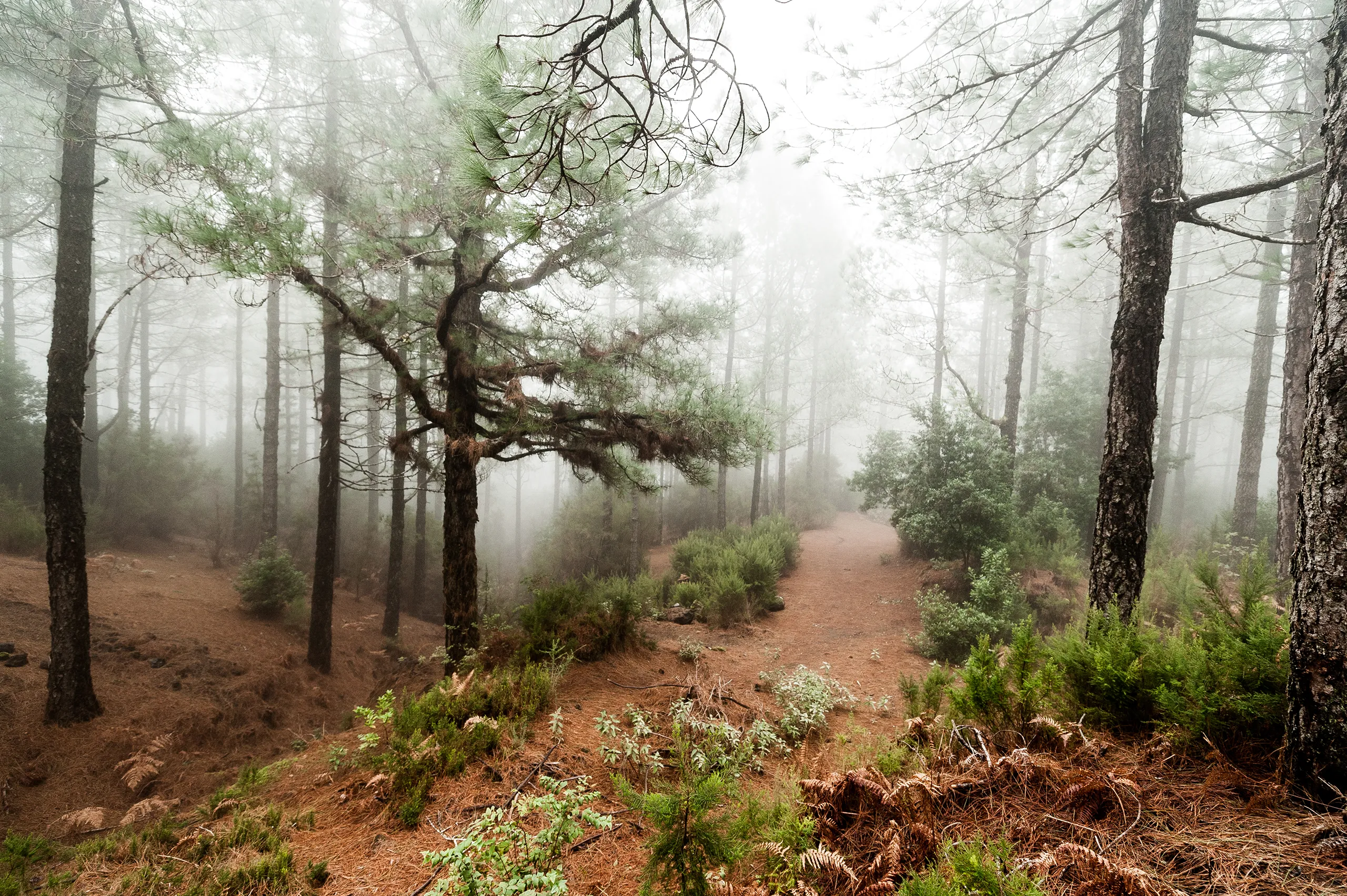 La Gomera / La Palma
