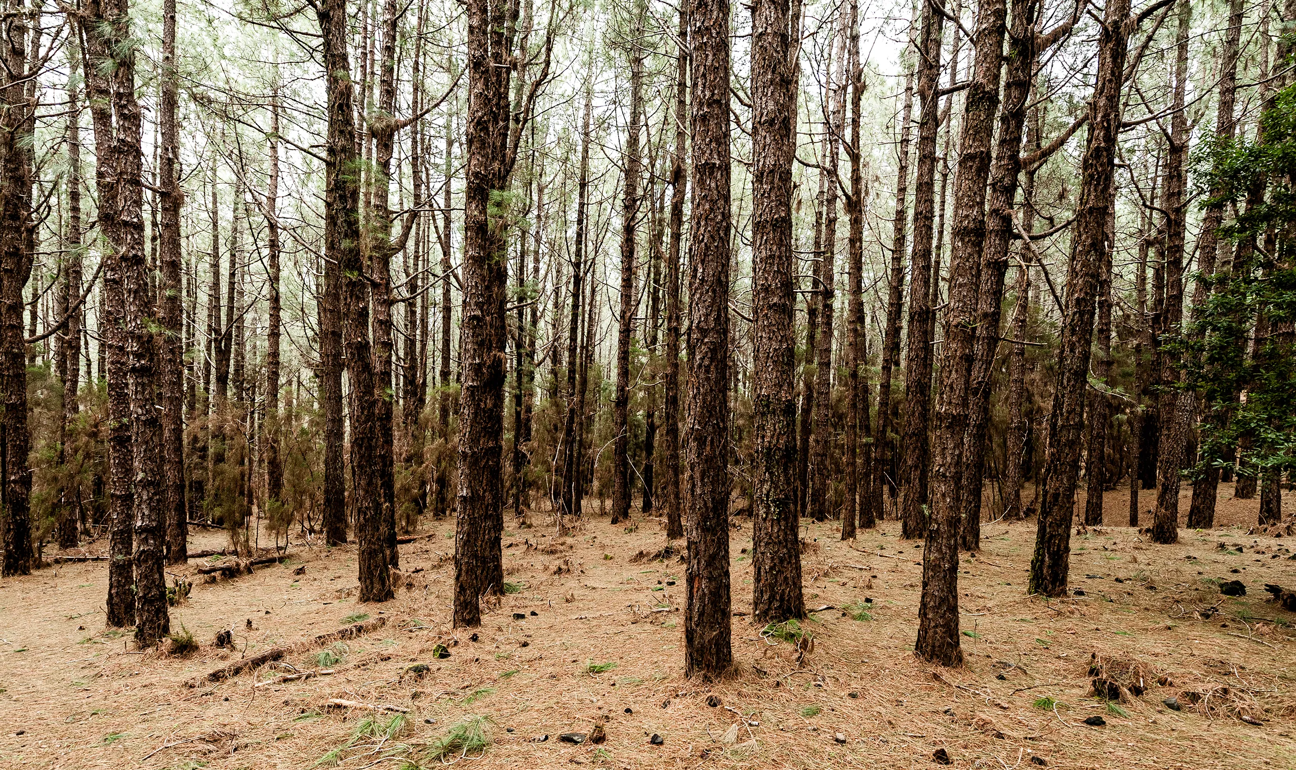 131223_LA_PALMA_0617