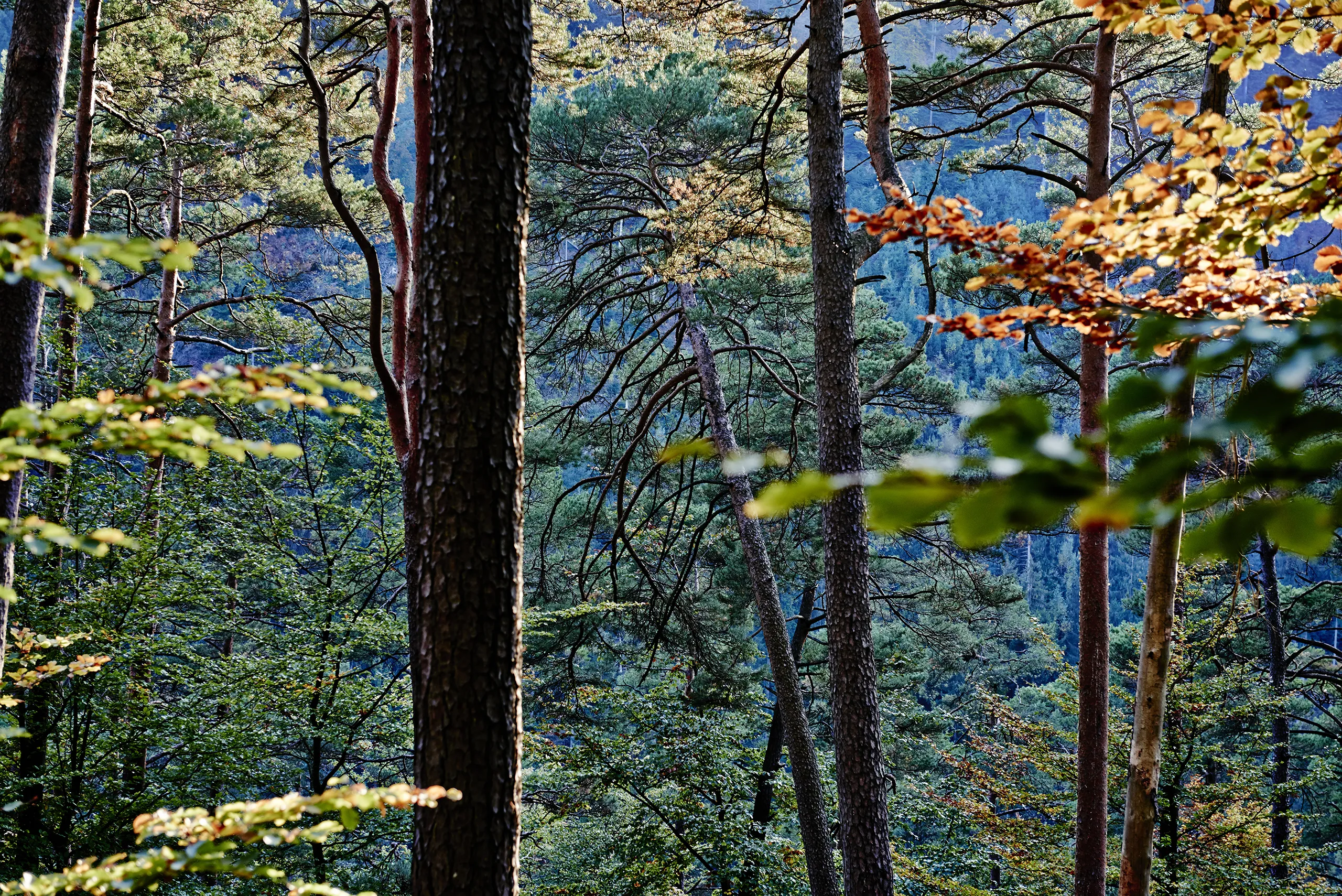 151012_PFAELZER_WALD_0064