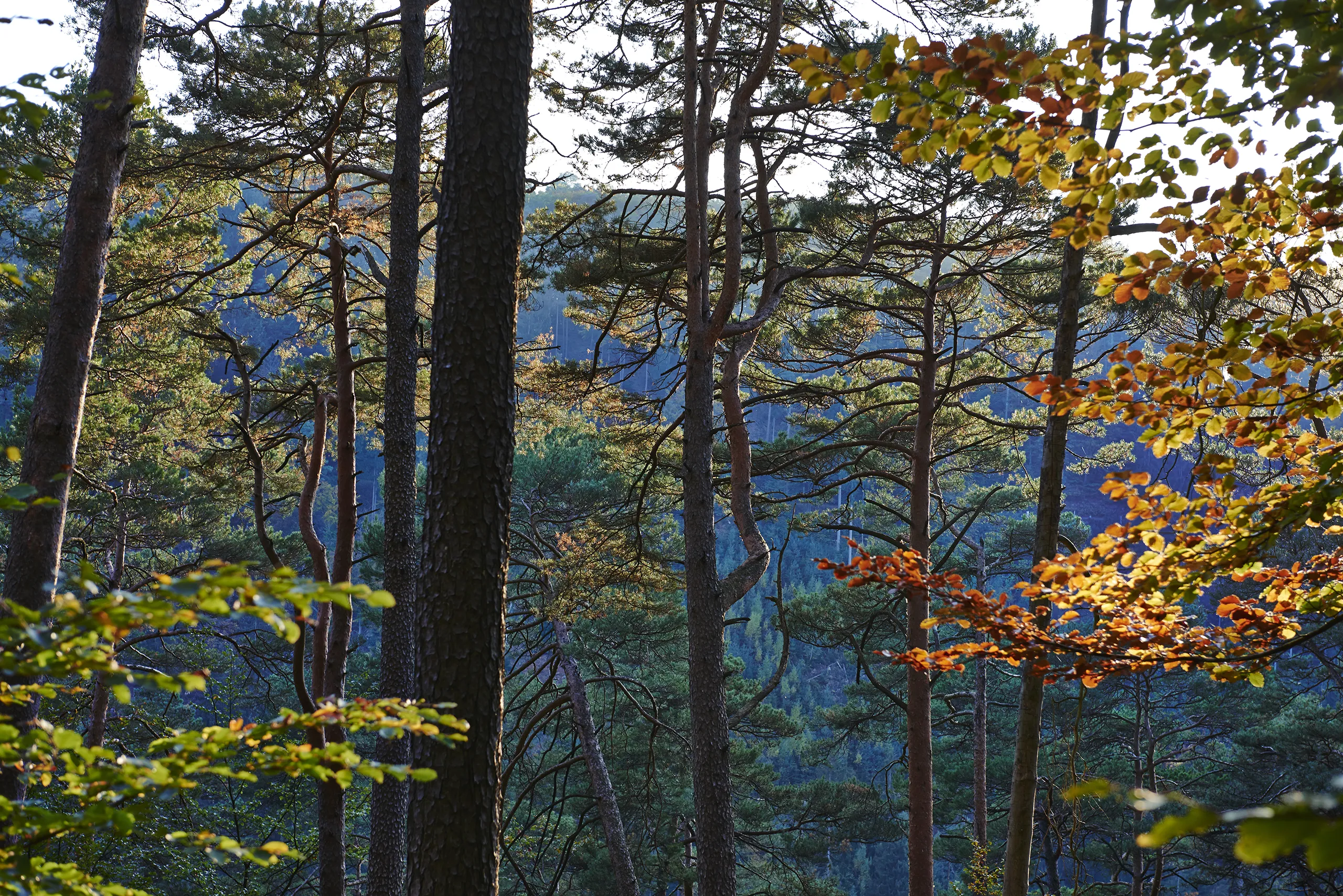 151012_PFAELZER_WALD_0067