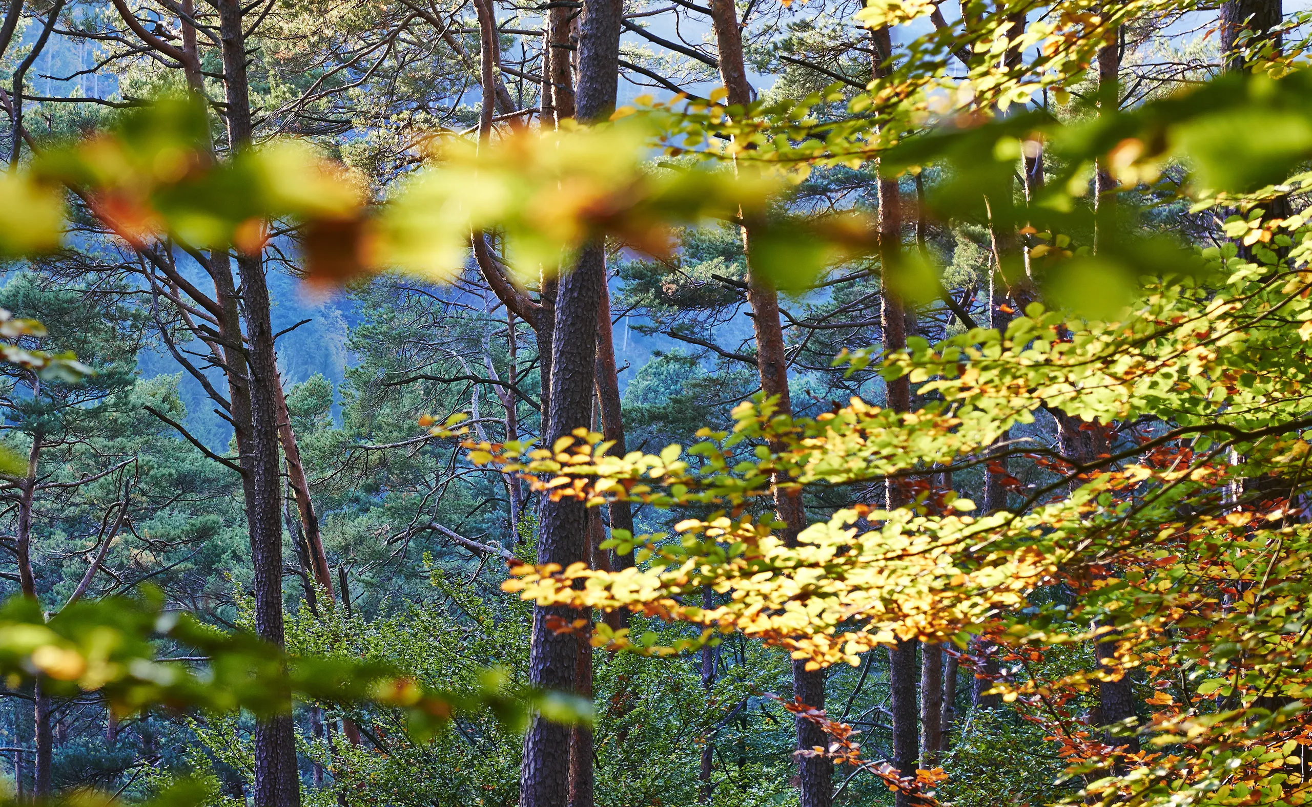 151012_PFAELZER_WALD_0081