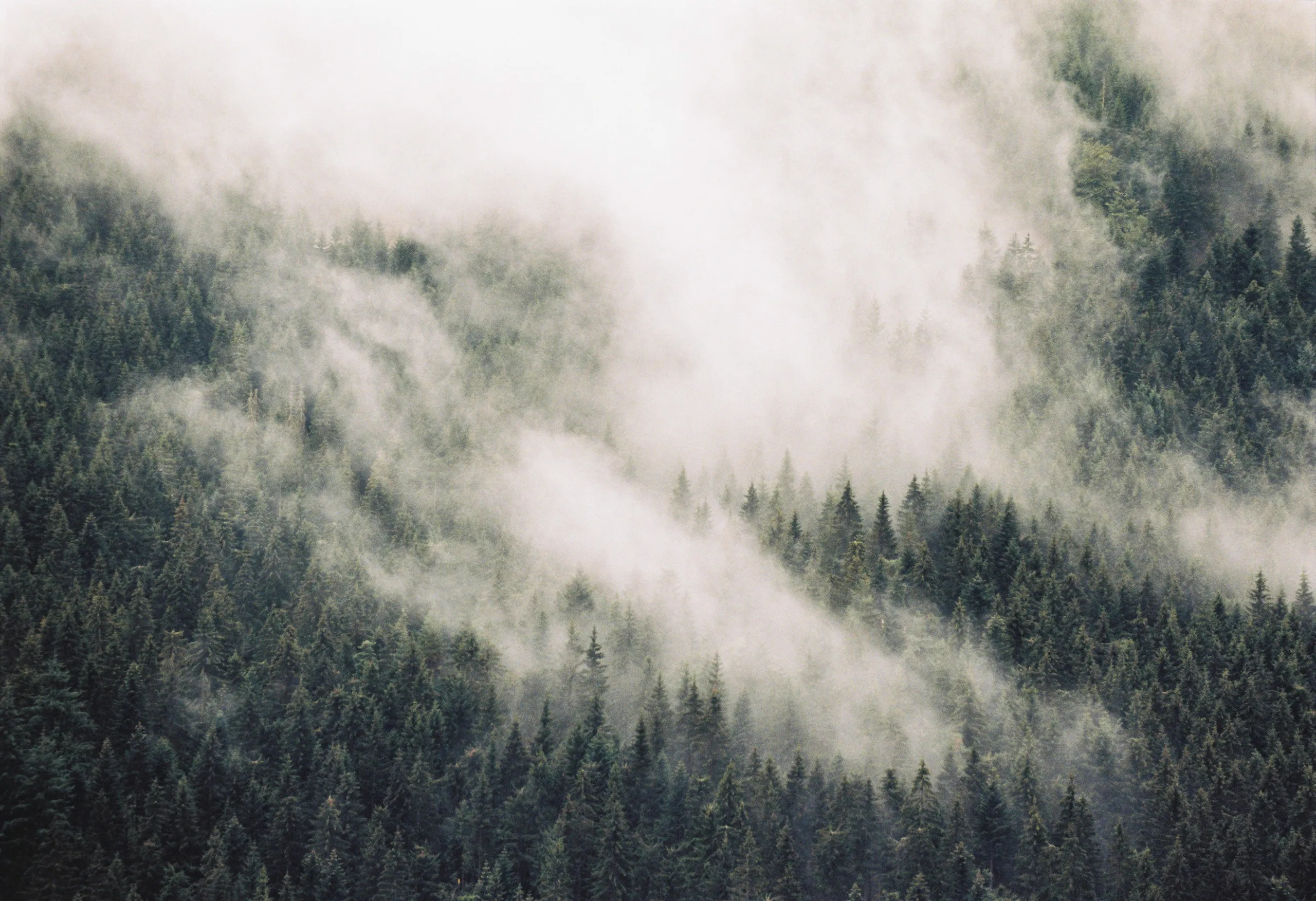 180817_SCANS_PJU_SCHWARZWALD_03_0032