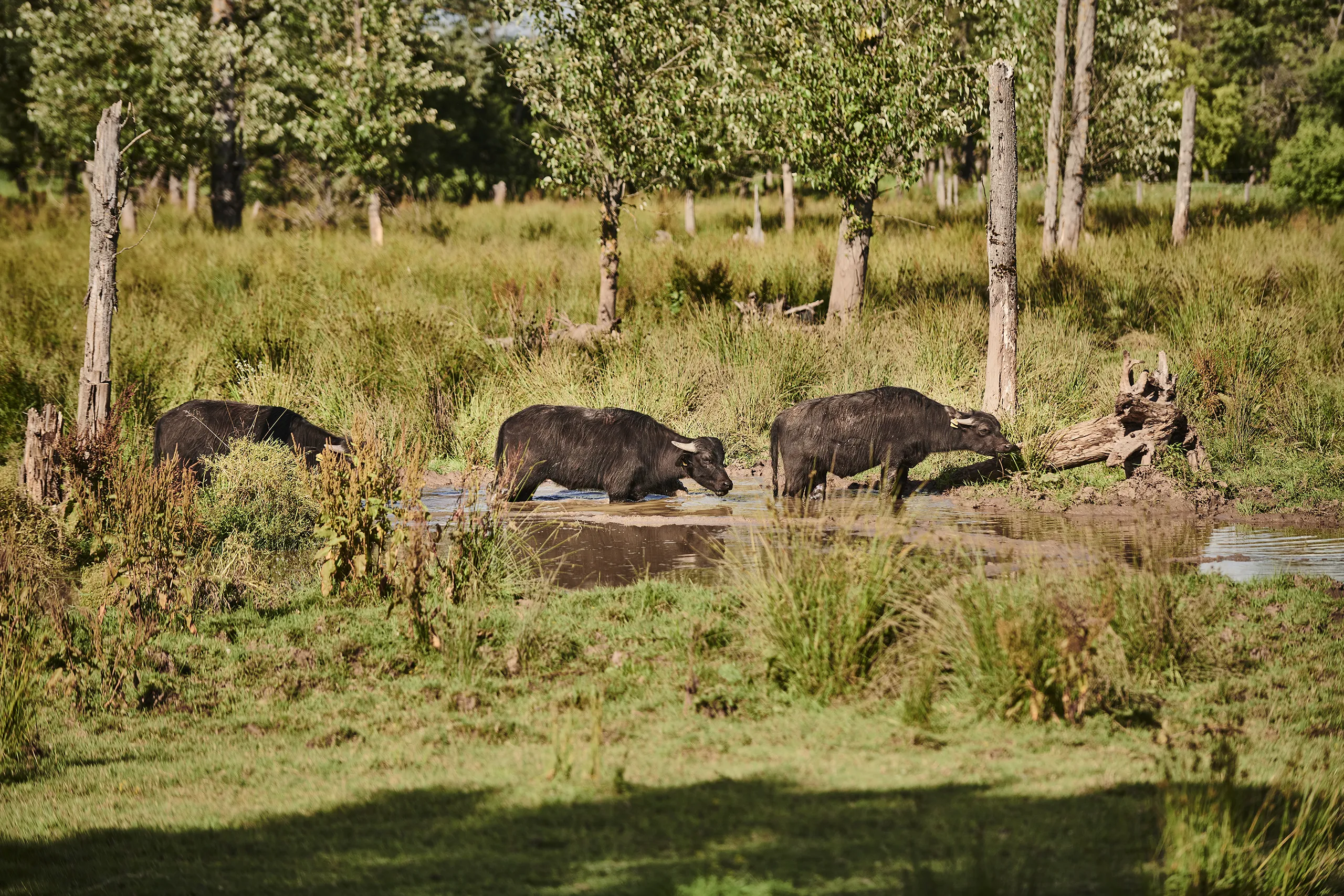 200629_HESSEN_SPESSART_02_0074_FINAL_DRUCK