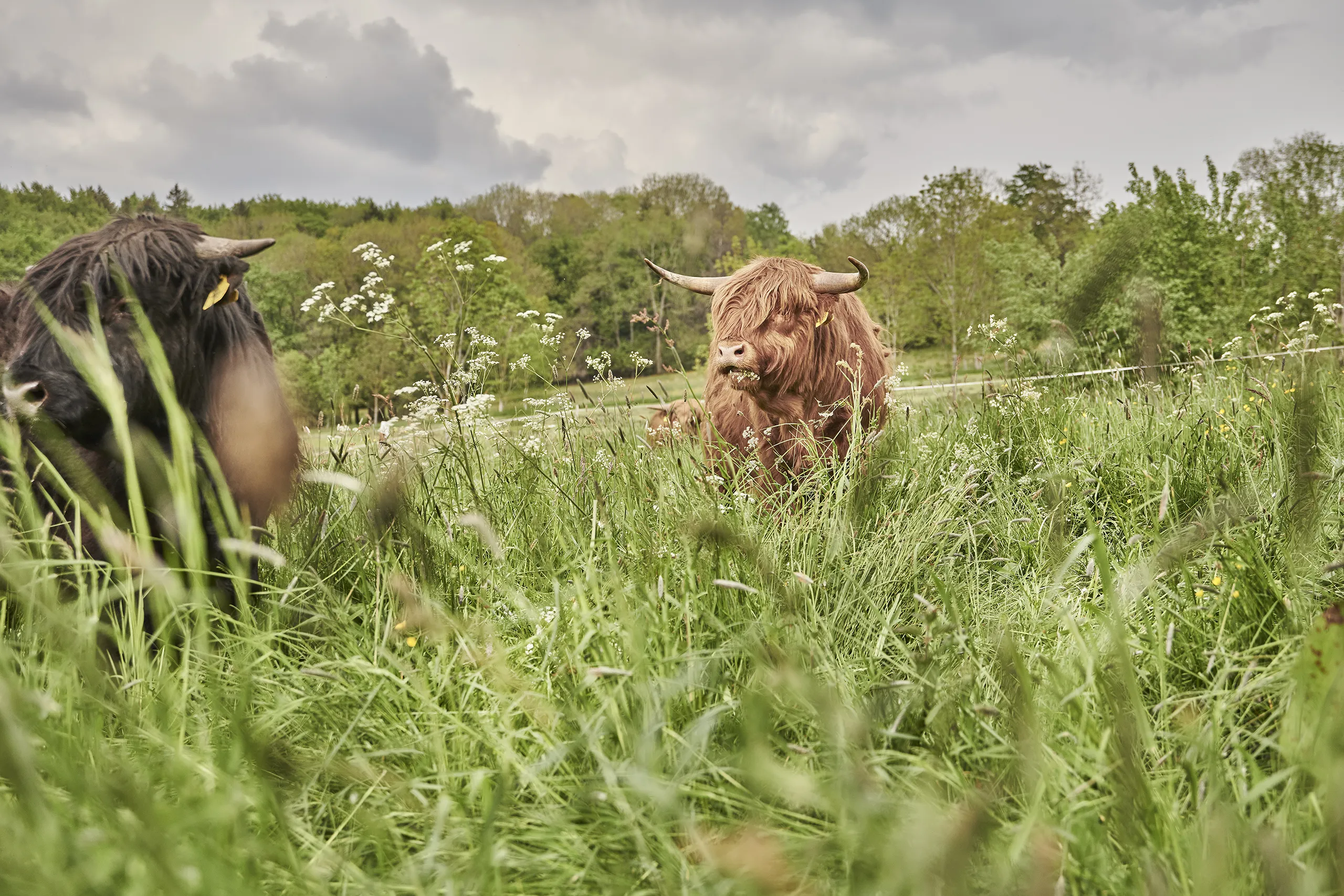 230521_HT_RHOEN_HOCHLANDRINDER_1204_FINAL_DRUCK