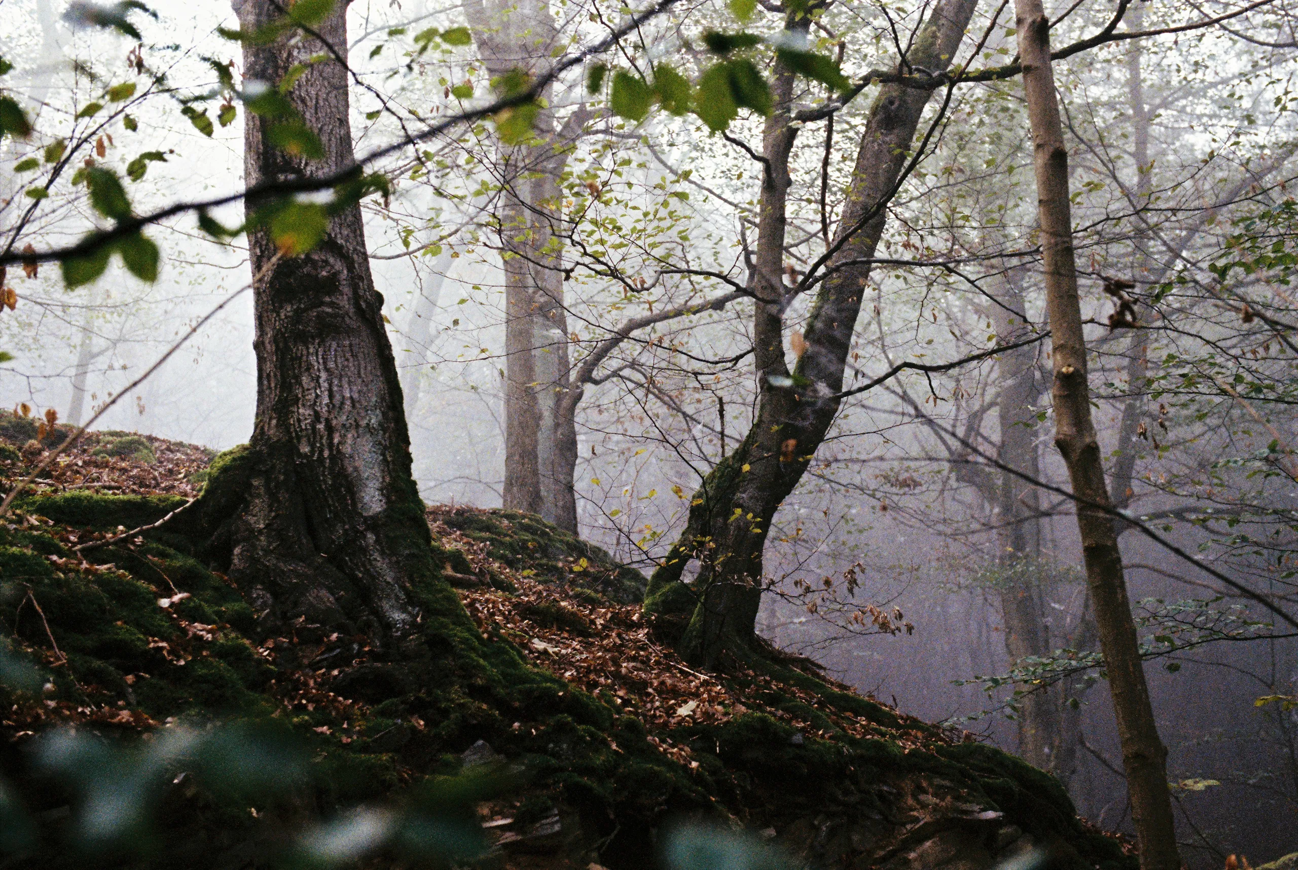 161020_SCANS_PORTRA_KELLERWALD_01_0024