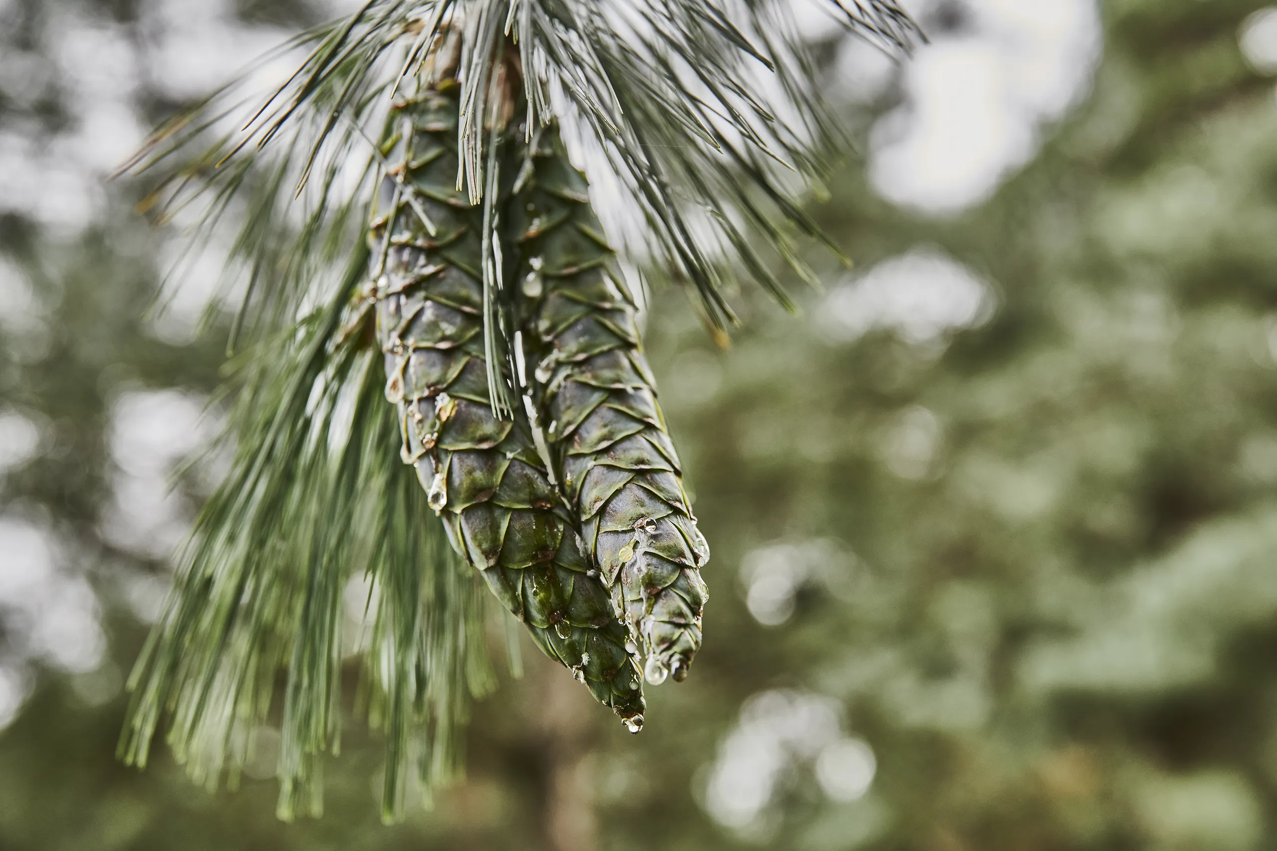 230824_HT_LAHNTAL_MARBURG_BOTANISCHER_GARTEN_0054_FINAL_DRUCK