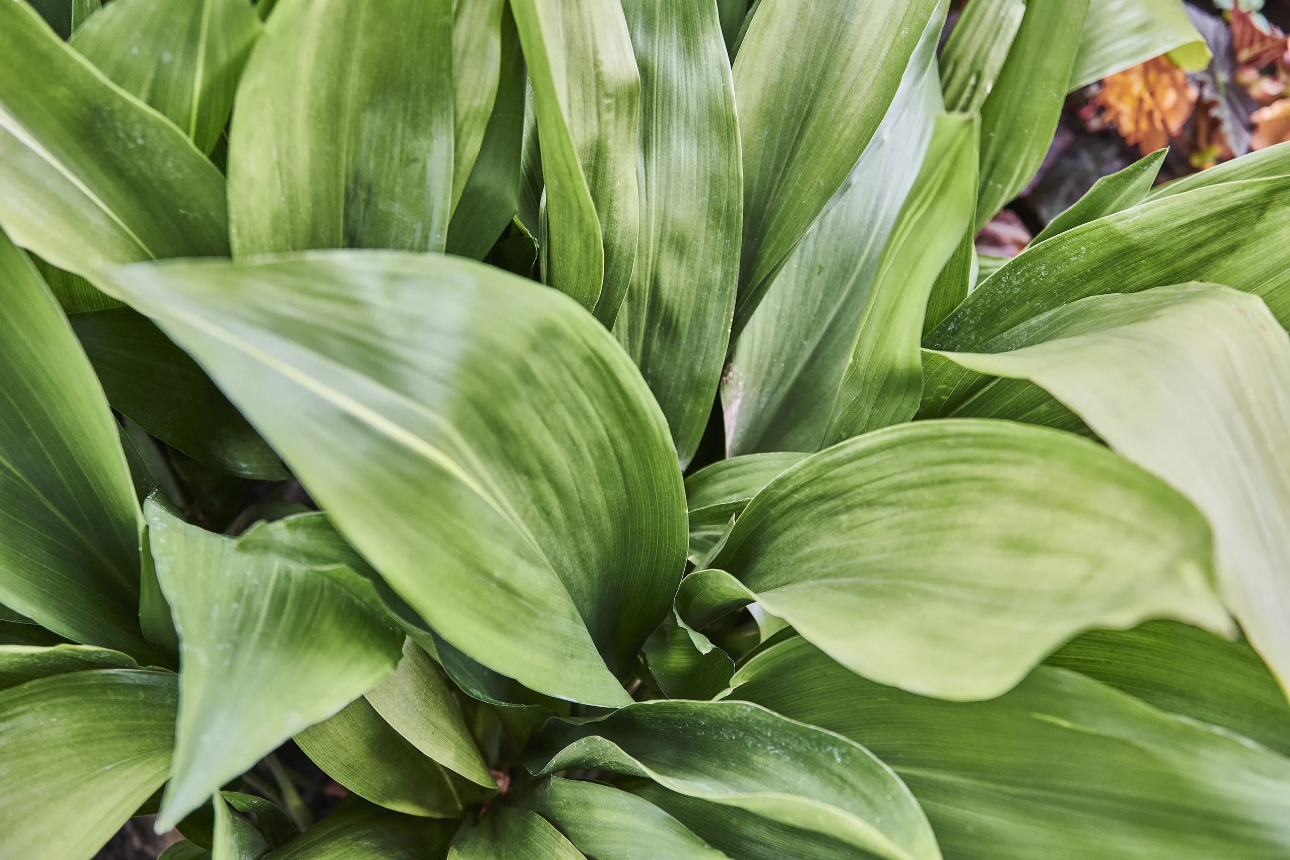 230824_HT_LAHNTAL_MARBURG_BOTANISCHER_GARTEN_0101_FINAL_DRUCK